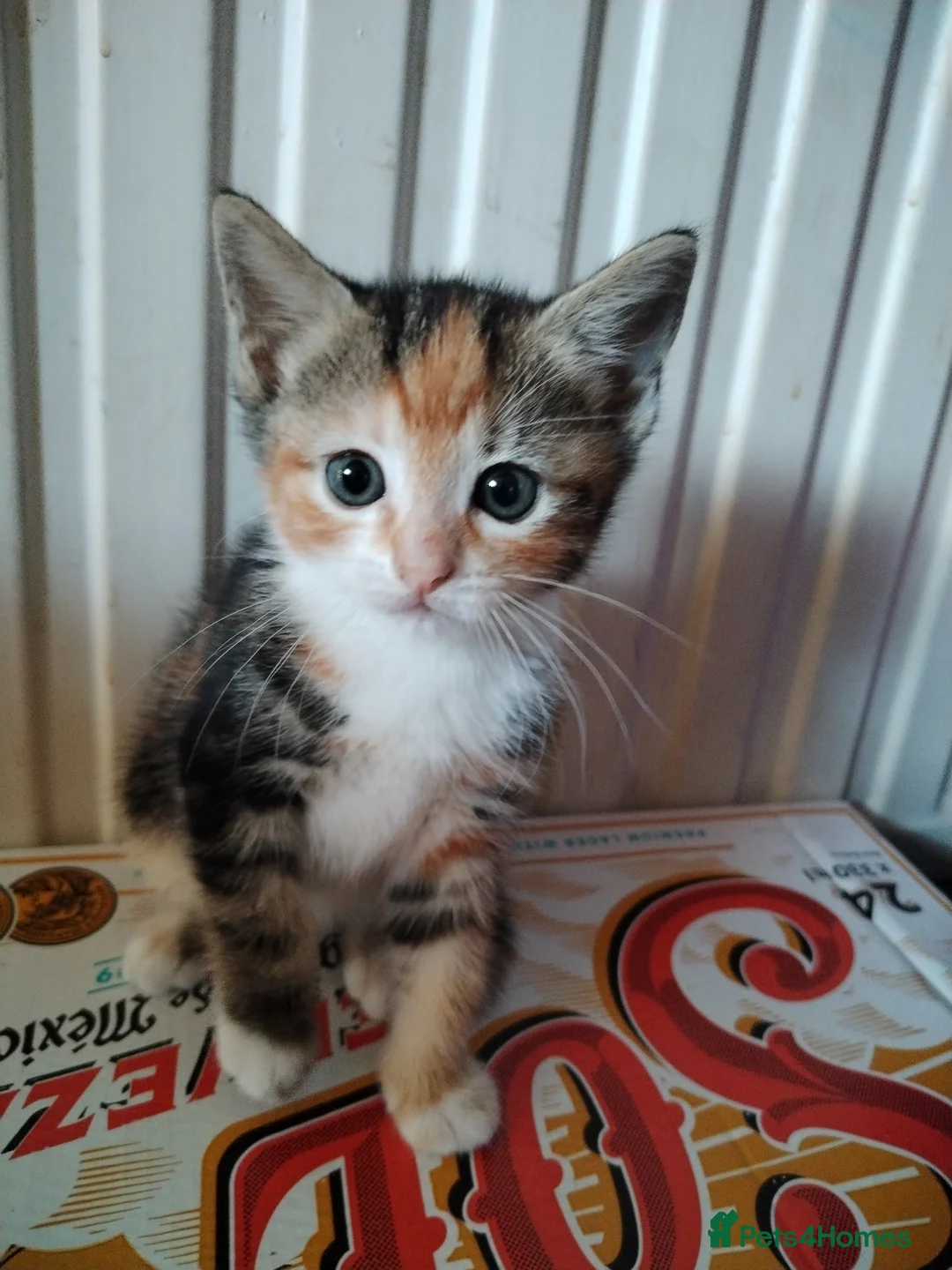Mixed Breed cats for sale: Two kittens looking for new home  in Great Yarmouth - Advert 2