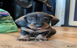 Dachshund dogs for sale: KC Register Standard Wirehaired Dachshund Puppies in Lincoln - Image 29