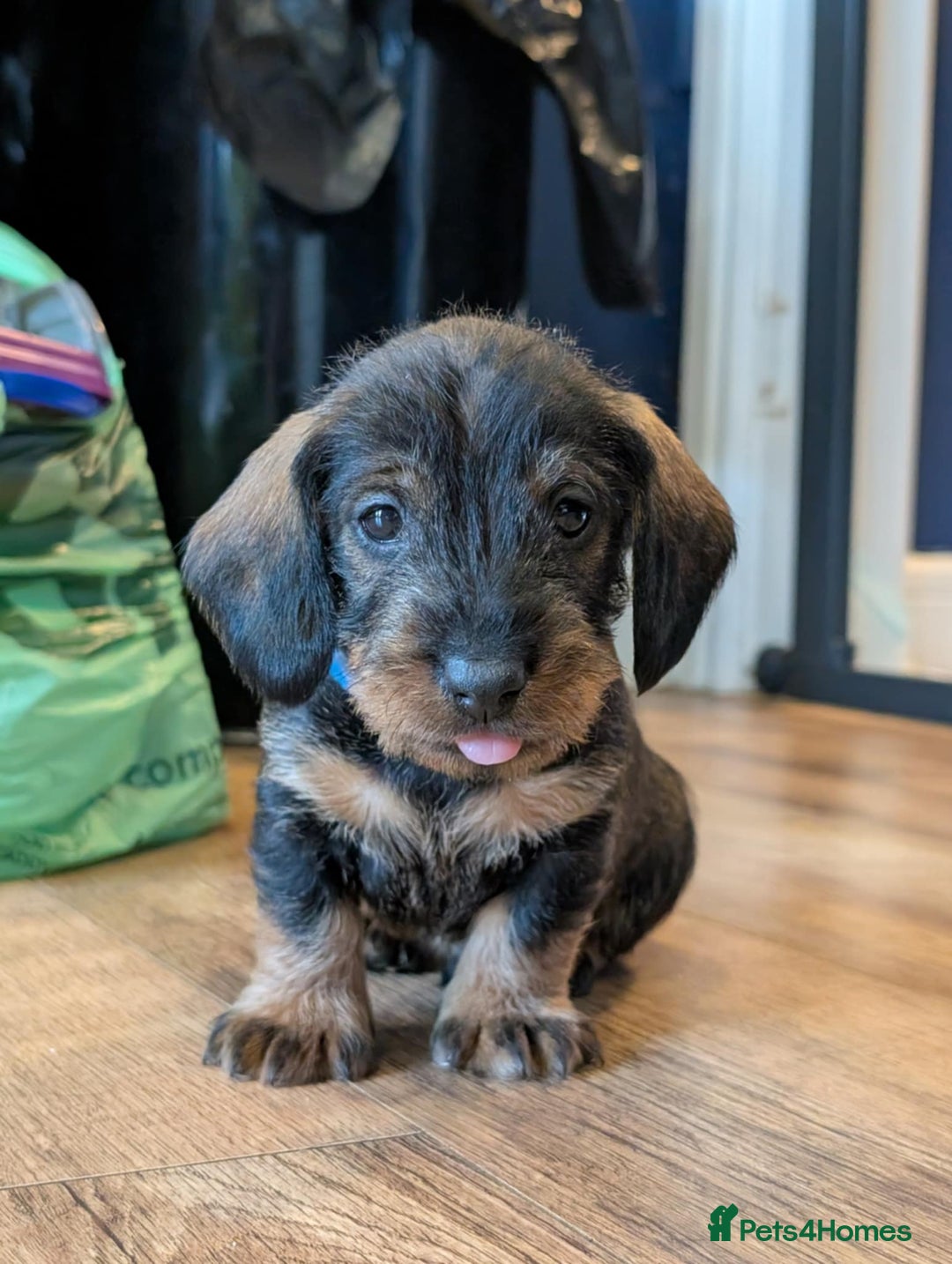 Dachshund dogs for sale: KC Register Standard Wirehaired Dachshund Puppies in Lincoln - Image 29