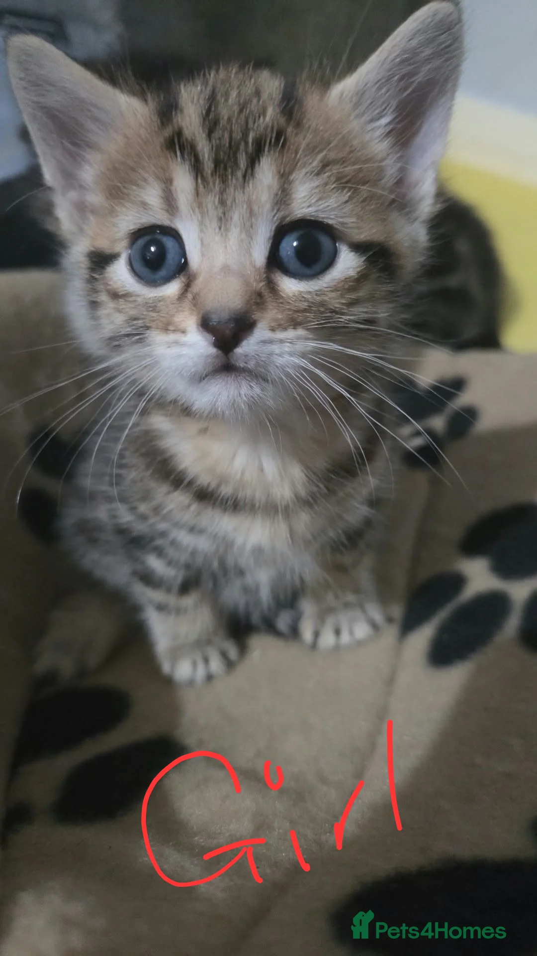 Mixed Breed cats for sale: Kitten for sale in Gateshead - Advert 2