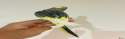 Budgerigars birds for sale: Hand reared budgies for sale  - Advert 8