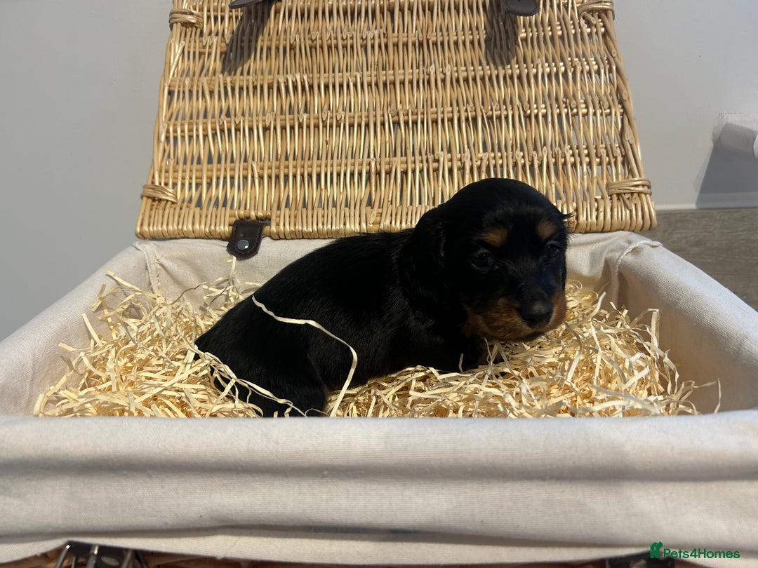 Miniature Dachshund dogs for sale: Black and Tan Miniature Daschund  - Advert 20