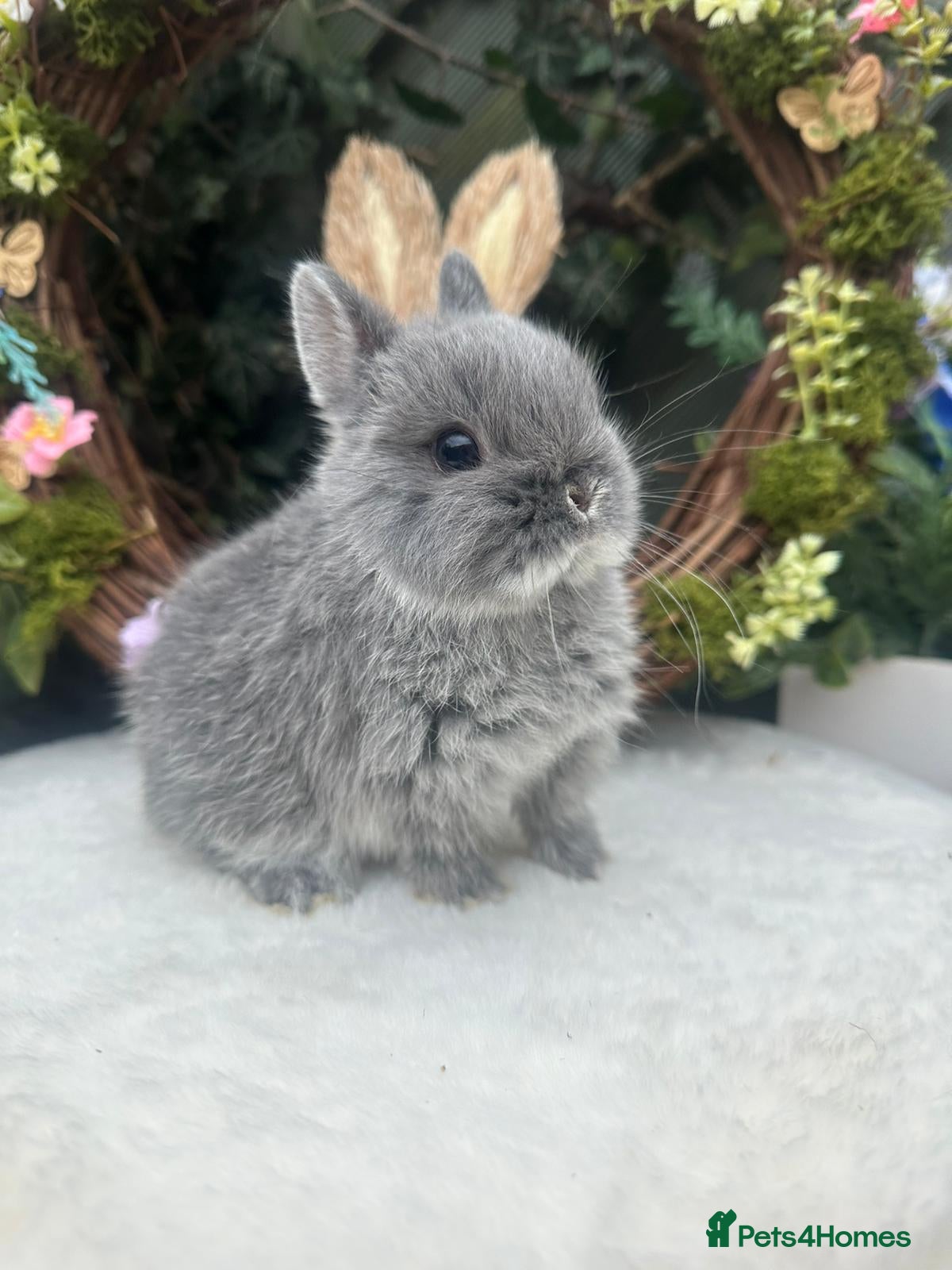 Netherland Dwarf rabbits Beautiful Netherland Dwarf Babys - Advert 1