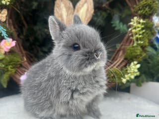 Netherland Dwarf rabbits Beautiful Netherland Dwarf Babys - Advert 1