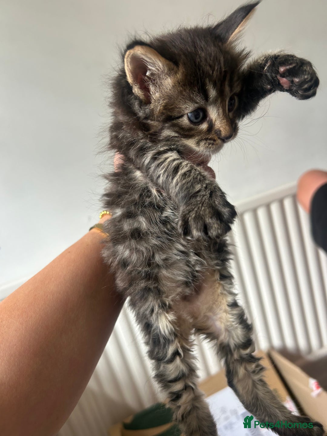 Maine Coon cats for sale: MAINCOON KITTENS READY NOW  - Image 9