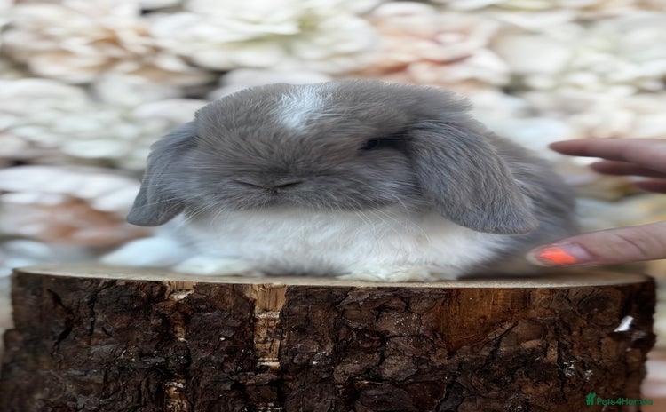 Mini Lop rabbits - Advert 2