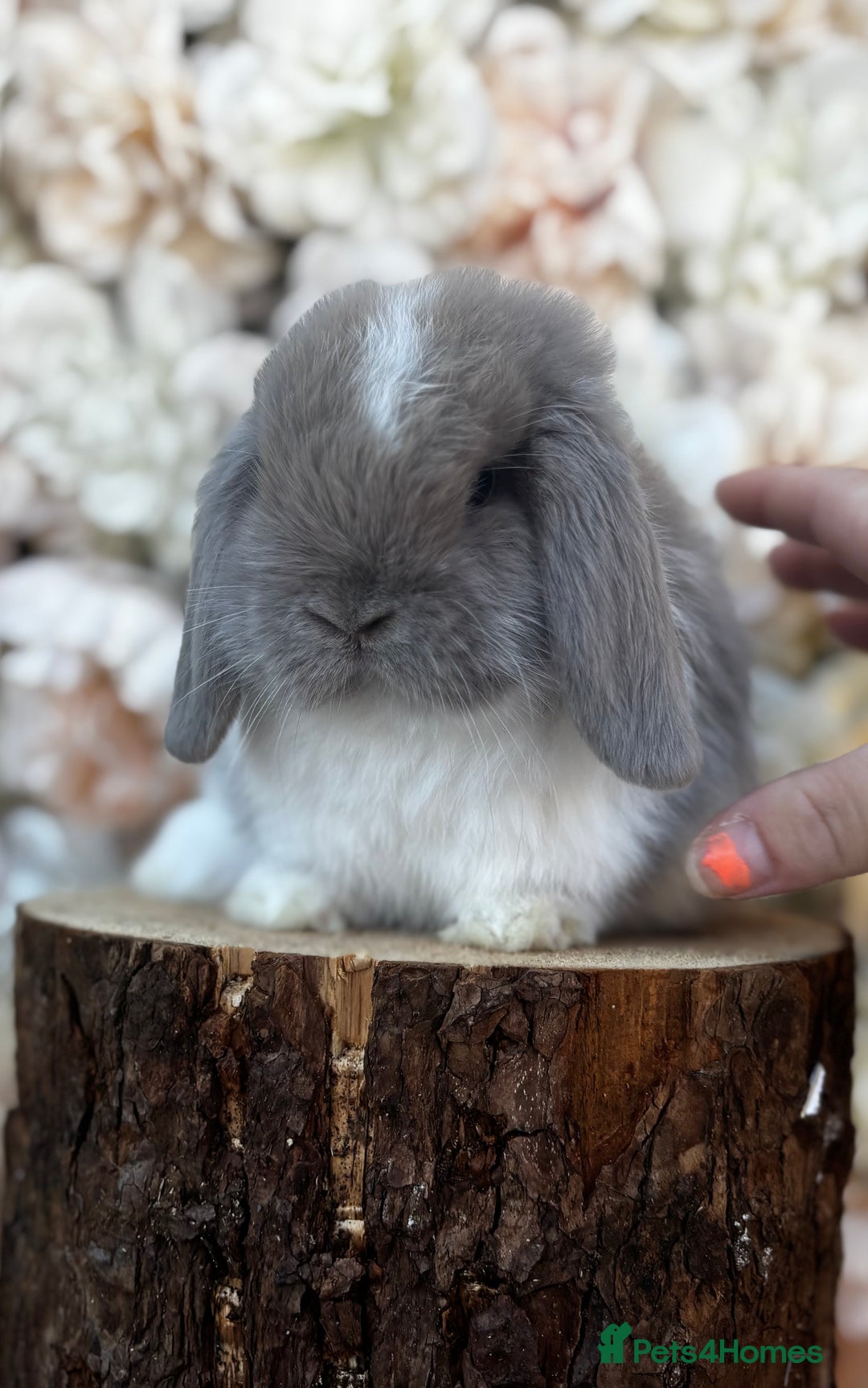 Mini Lop rabbits for sale: 🌟 PUREBRED MINI LOP BABIES 🌟 - Image 1