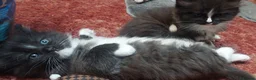 Mixed Breed cats for sale: Long‑Haired beautiful Ragdoll Cross Kittens - Advert 5