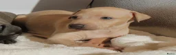 Italian Greyhound dogs for sale: KC Reg Italian Greyhounds - Advert 6