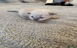 Ragdoll cats for sale: RAGDOLL X KITTENS  - Image 9