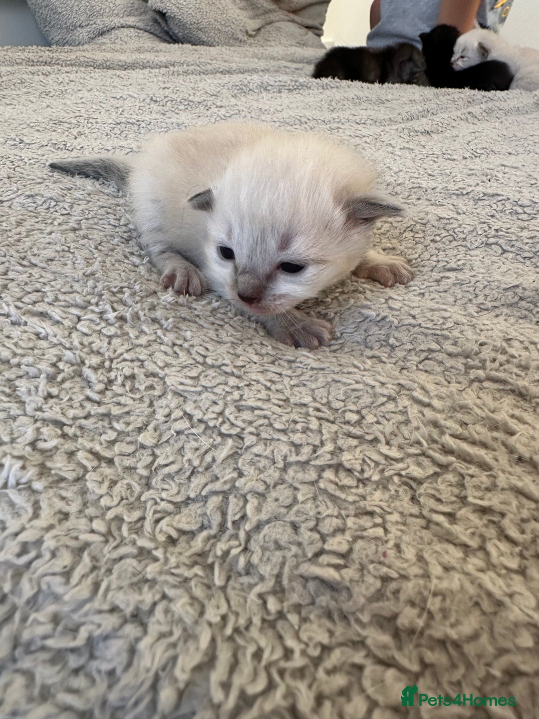 Ragdoll cats for sale: RAGDOLL X KITTENS  - Image 9