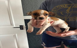 Mixed Breed dogs for sale: French Bull Jacks  (2 x boys 1 x girl) - Image 5