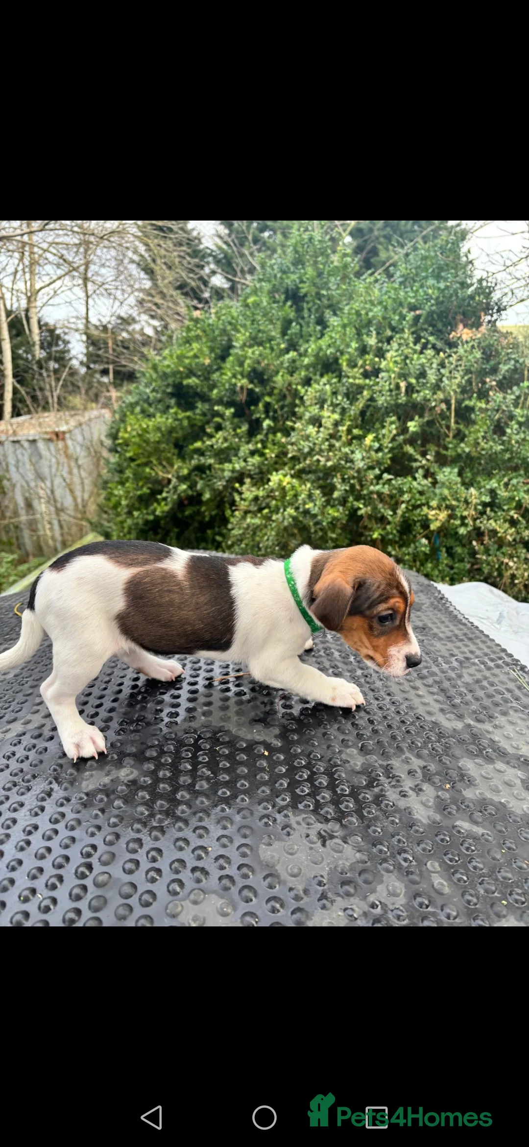 Jack Russell dogs for sale: Beautiful tricoloured jack Russell pups for sale - Advert 18