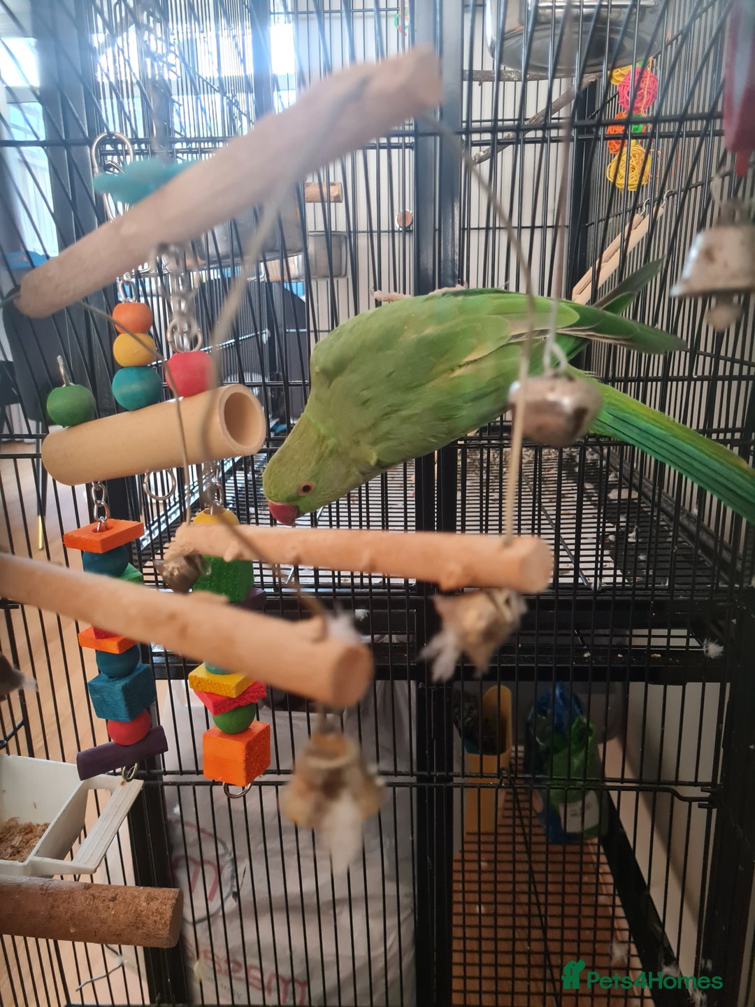 Ringnecks birds for sale: Indian ringneck for sale Name: Luna - Image 1