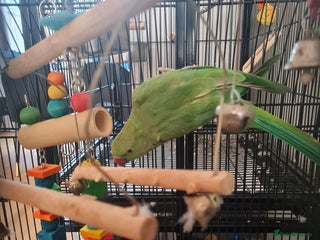 Ringnecks birds - Advert 29