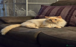 Ragdoll cats for stud: GCCF Active registered cat for stud. - Image 2