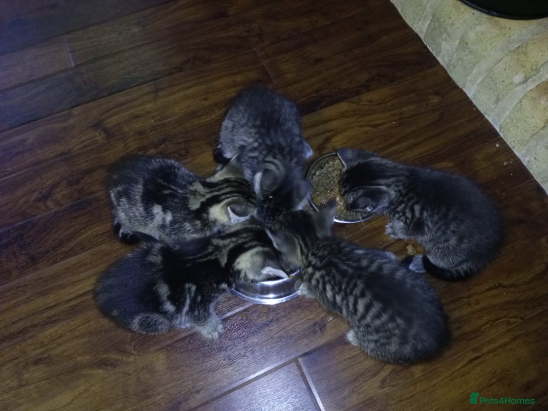 Domestic Shorthair cats for sale: Three female Domestic Shorthair - Image 12