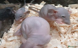 Rat rodents for sale: Naked Dumbo Rat's Males and Female's - Image 6