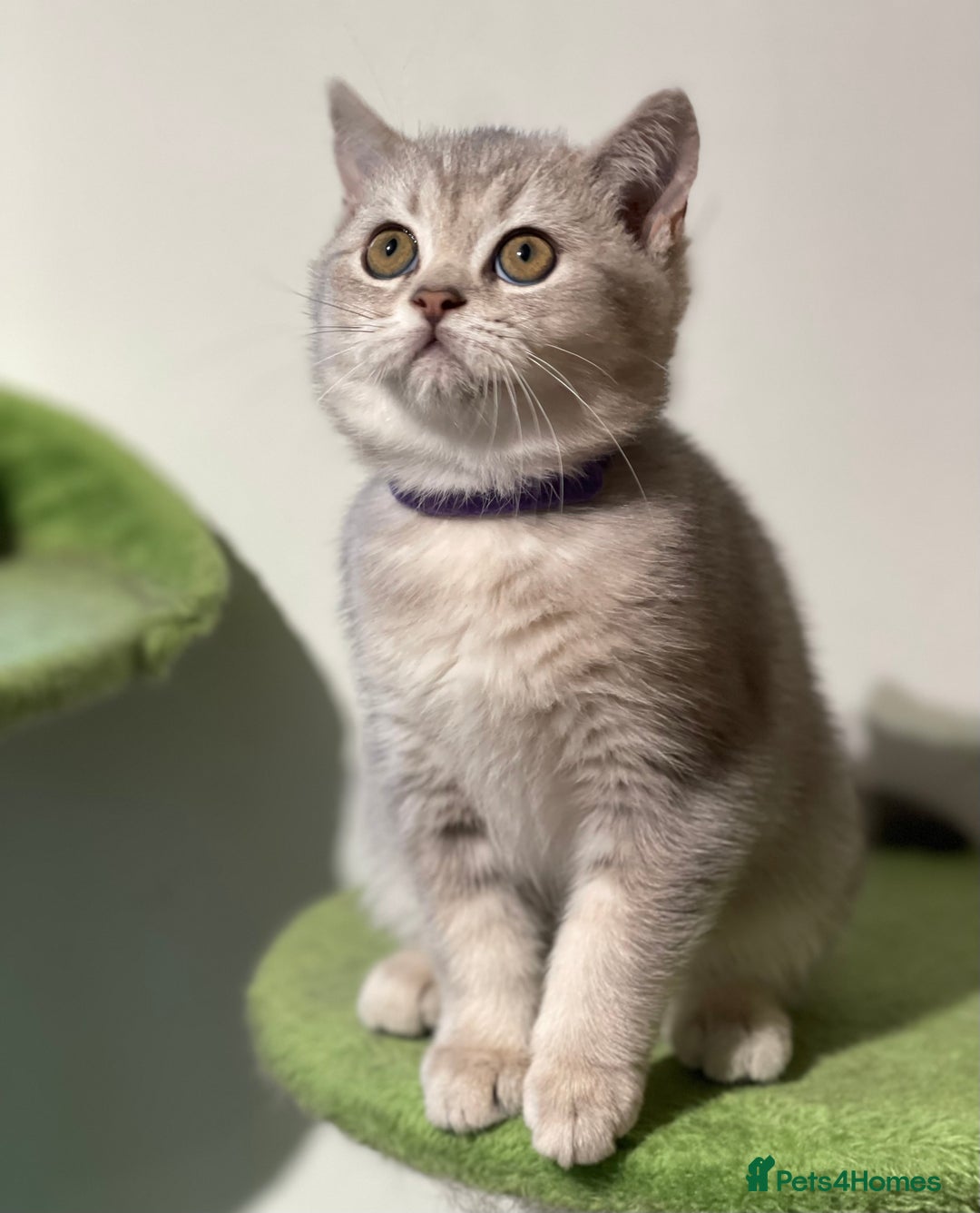 British Shorthair cats for sale: 🚨One Girl Ready to leave 🚨GCCF British Shorthair - Image 26