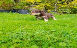 Mixed Breed dogs for sale: 3 female pups Border collie × Kelpie  - Image 3