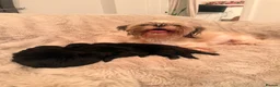 Shih Tzu dogs for sale: 3 Shih Tzu puppies  in Walsall - Advert 2