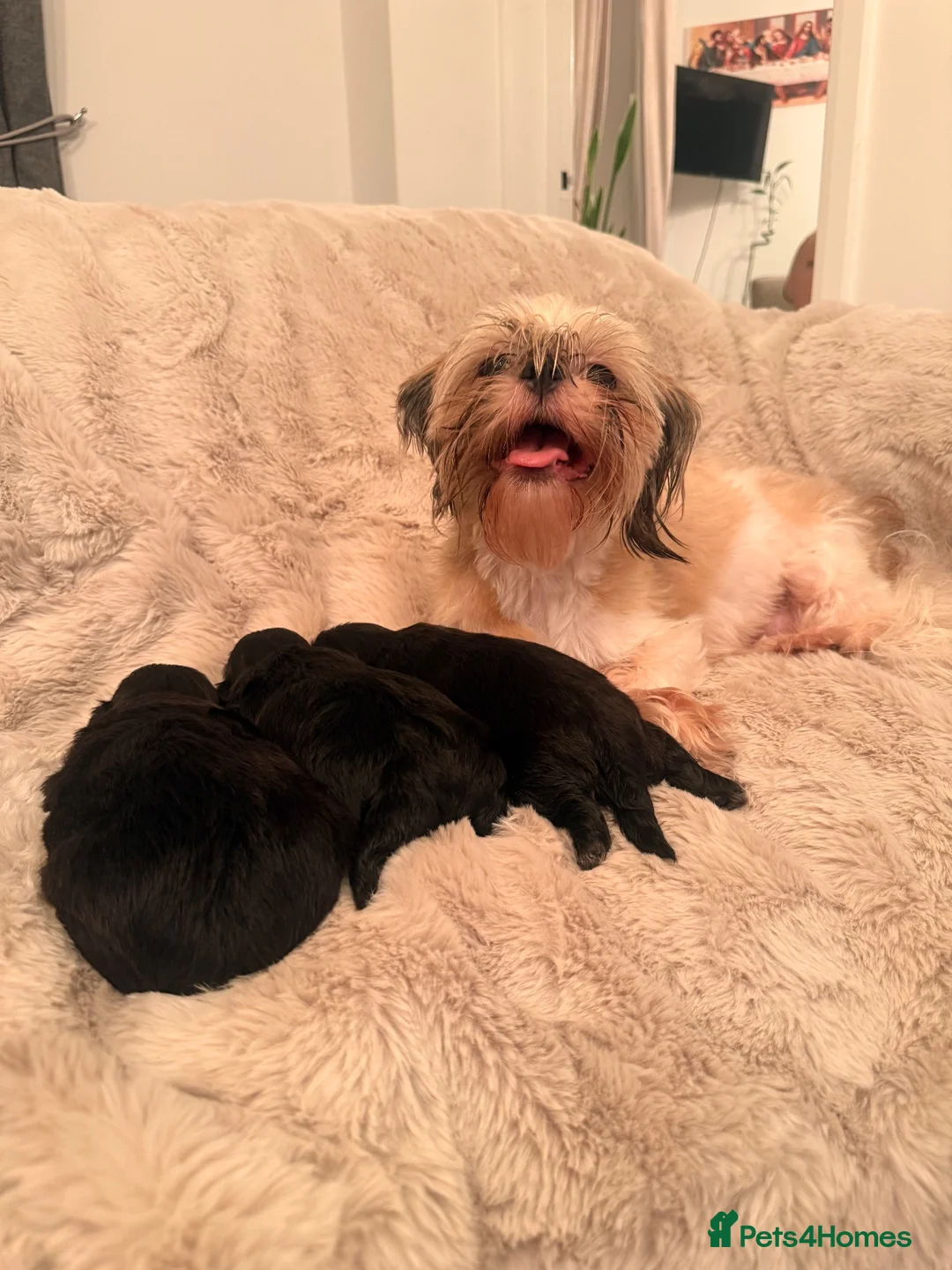 Shih Tzu dogs for sale: 3 Shih Tzu puppies  in Walsall - Advert 2