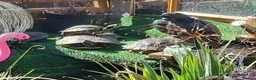 Turtle reptiles for sale: Turtle and terrapin  Rescue  - Advert 4