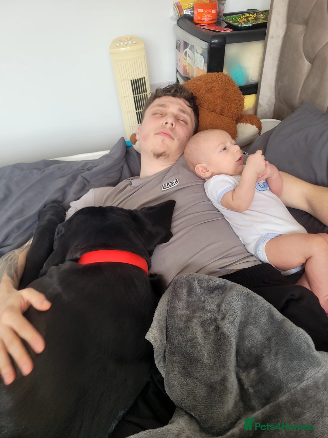 Cane Corso dogs for sale: Cane Corse Black- 2 years old - Advert 2