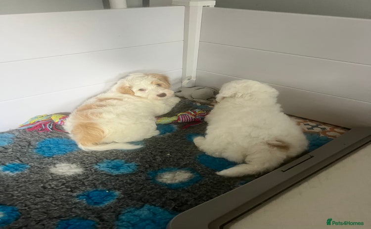 Australian Labradoodle dogs - Advert 4