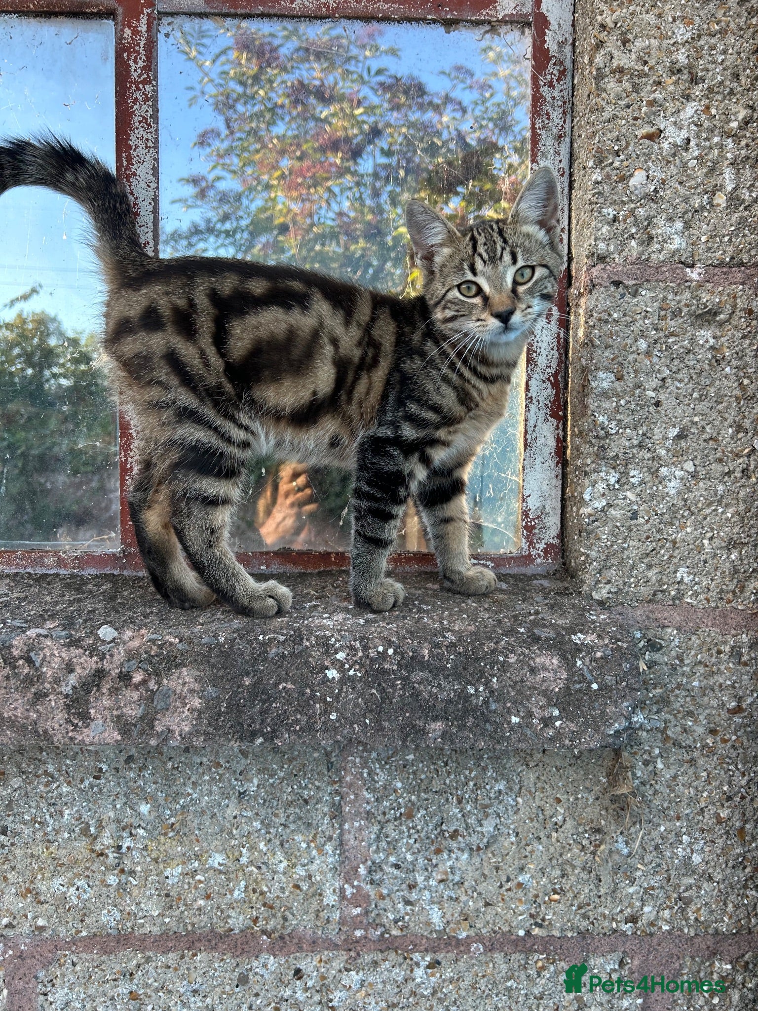 Mixed Breed cats 4 Kittens for sale  - Advert 1