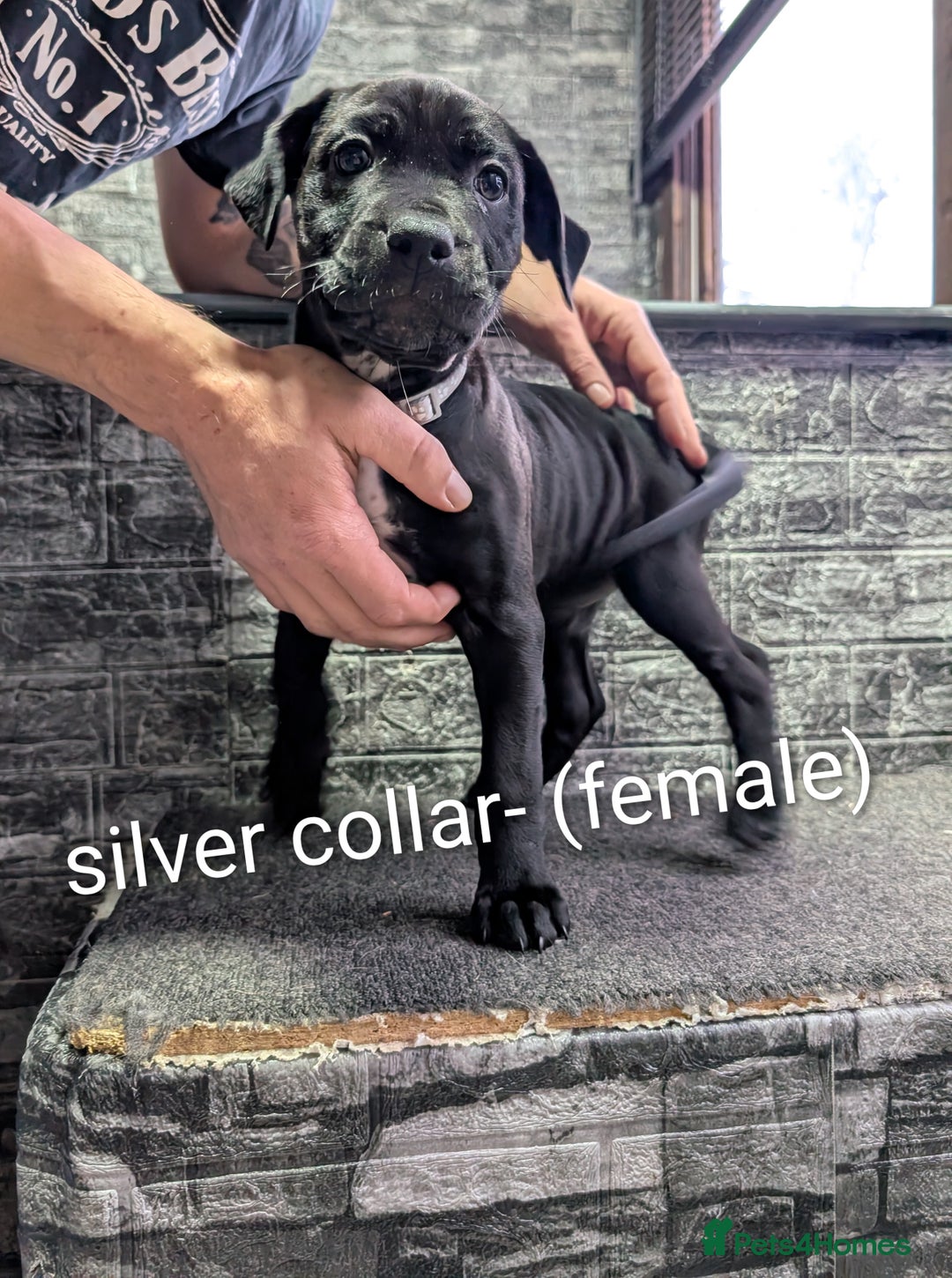 Cane Corso dogs for sale: Cane corso puppies  - Advert 6