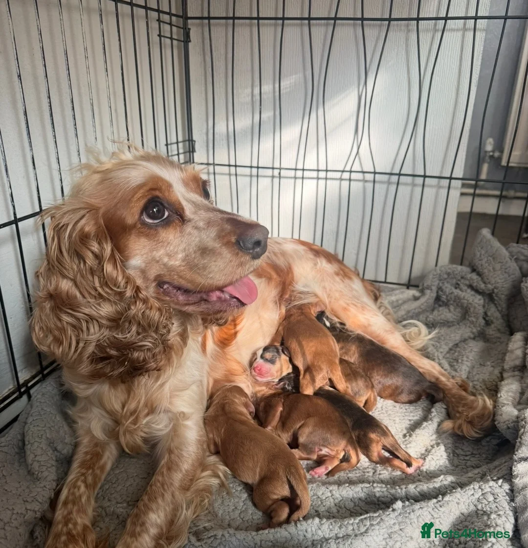 Cockapoo dogs for sale: Cockapoo puppies - Advert 2