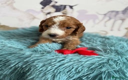 Cockapoo dogs for sale: F1 Cockapoo’s **fully DNA tested** - Image 15