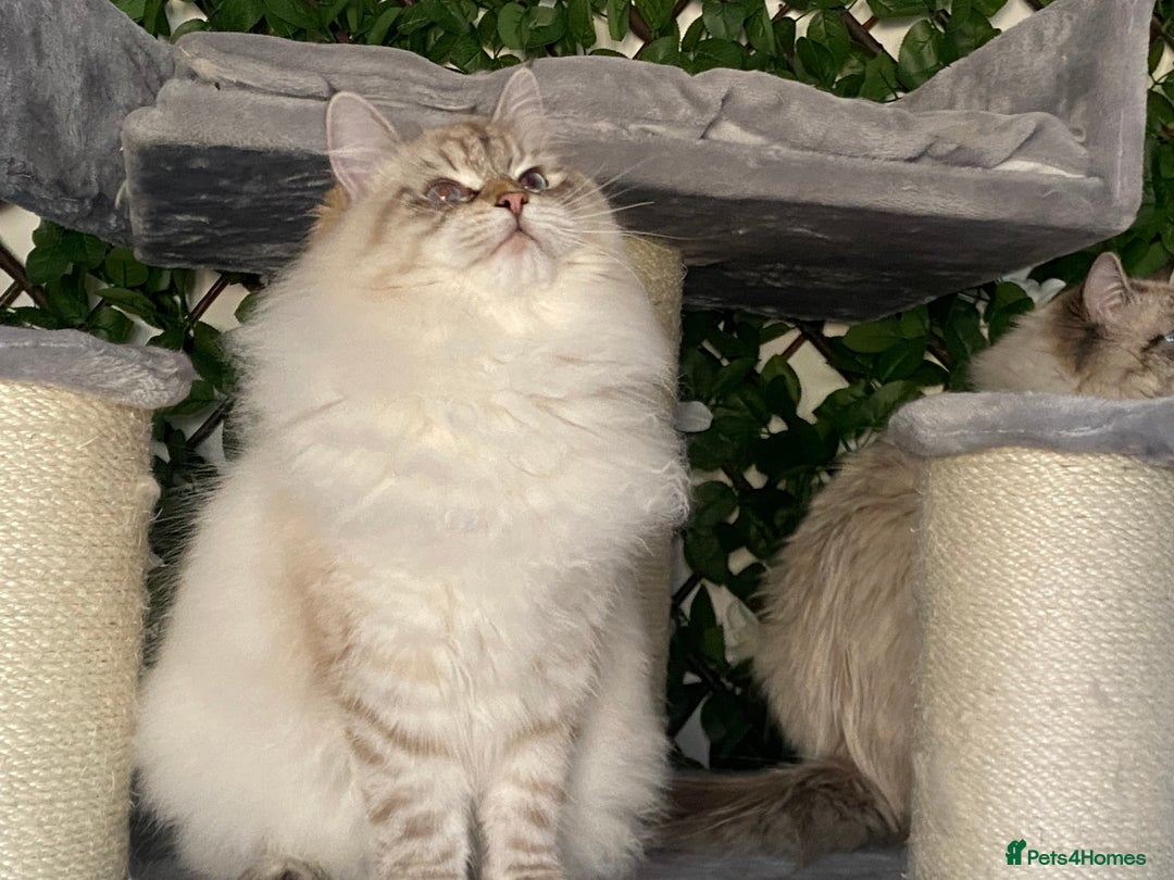 Siberian cats for sale: 🌓Word Champion Grandfather 🌖 - Advert 20