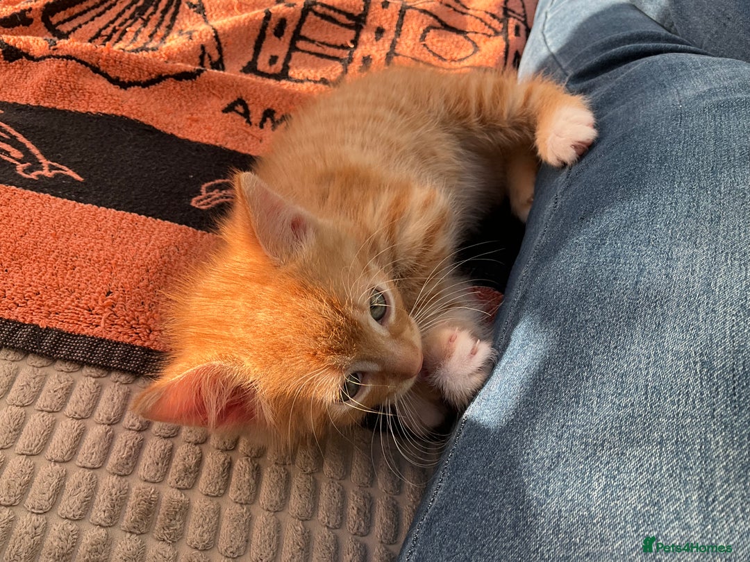 Mixed Breed cats for sale:  Two Adorable Kittens Looking for a Loving Home  - Image 8
