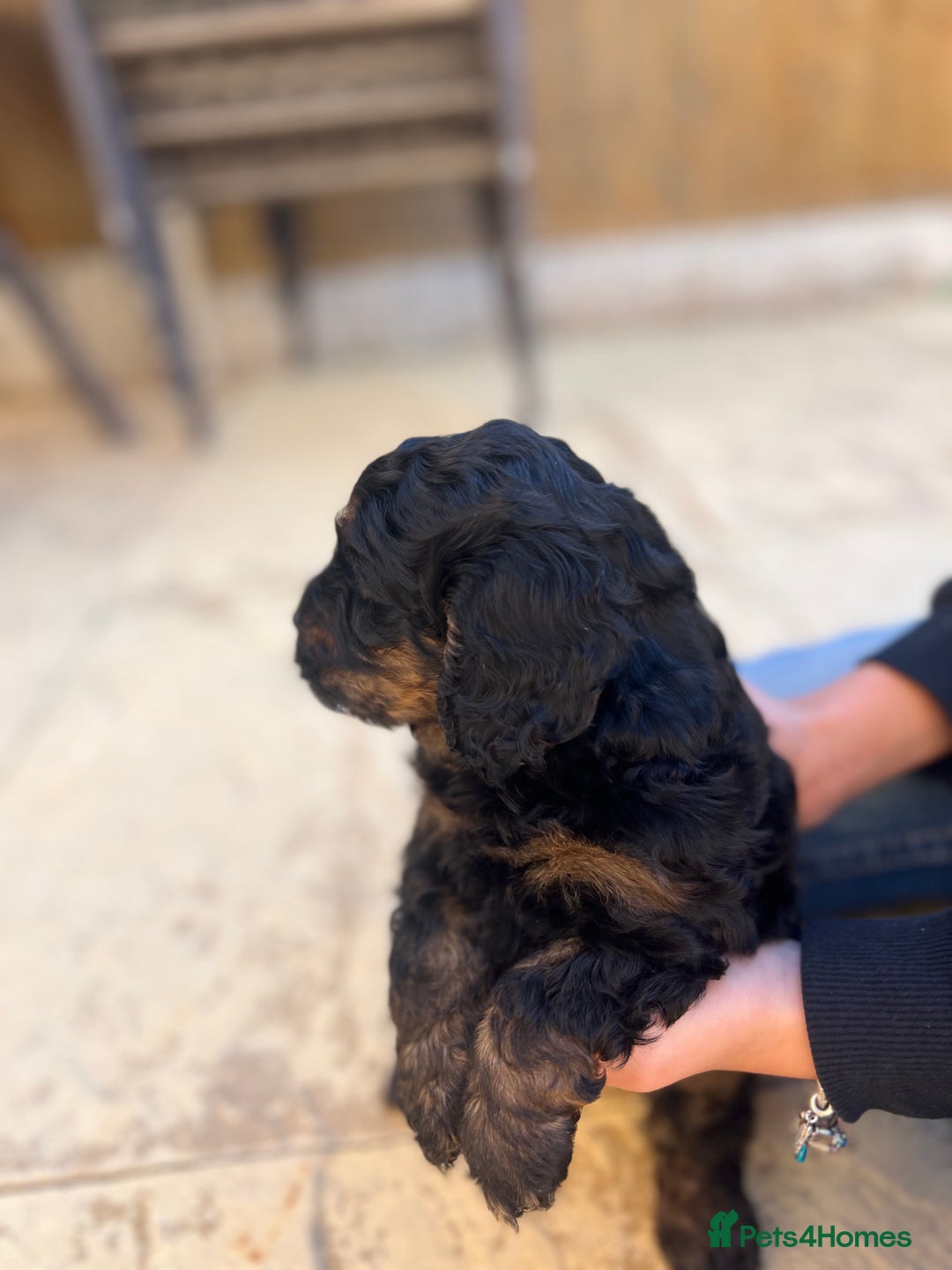 Cockapoo dogs for sale: cockapoo puppies - Advert 8