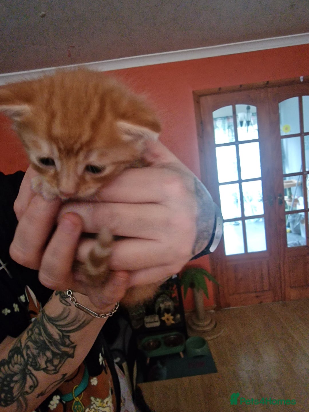 British Longhair cats for sale: 4 Adorable kittens for sale  - Advert 22