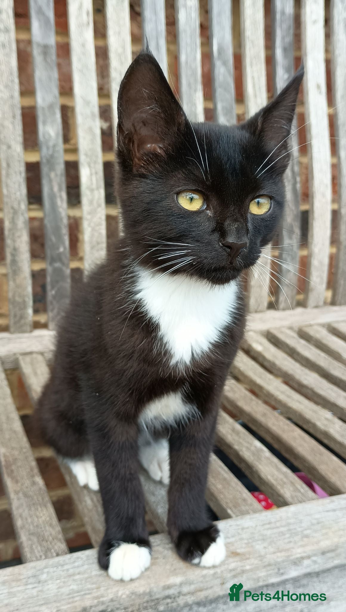 Mixed Breed cats Male kitten for sale - Advert 6