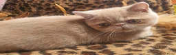 Persian cats for sale: Gccf Persian exotic short hair ( Chunky boys ) - Advert 4