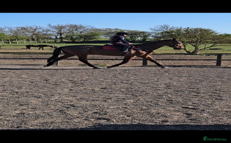 English Thoroughbred horses - Advert 1