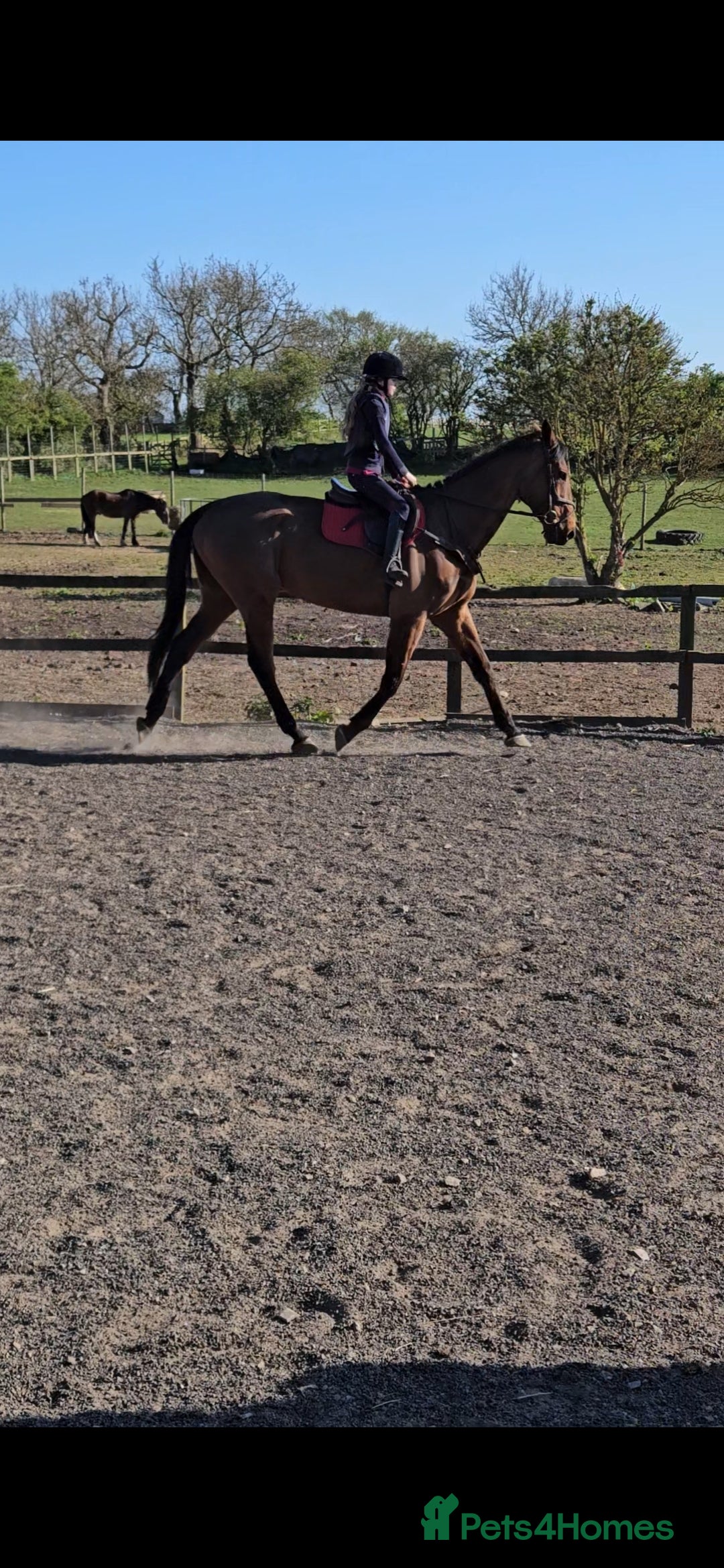English Thoroughbred horses for sale: 17.1 built like ID, exceptional temperament  - Image 1