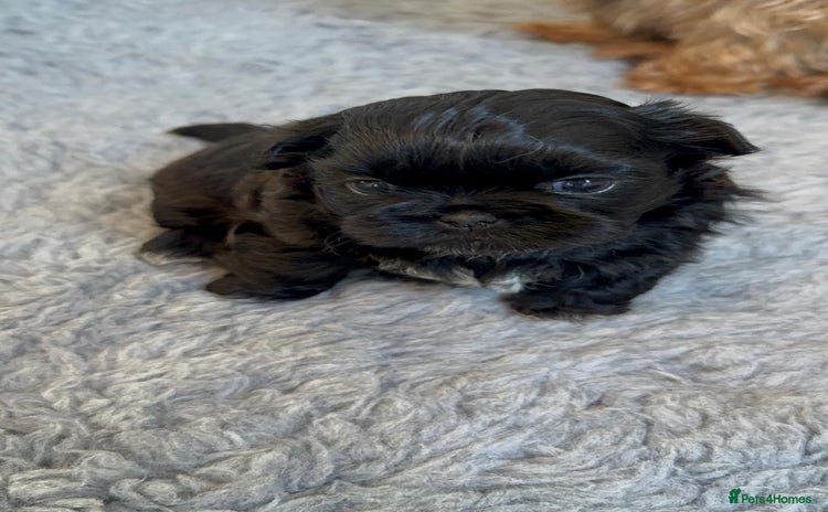Shih Tzu dogs - Advert 2