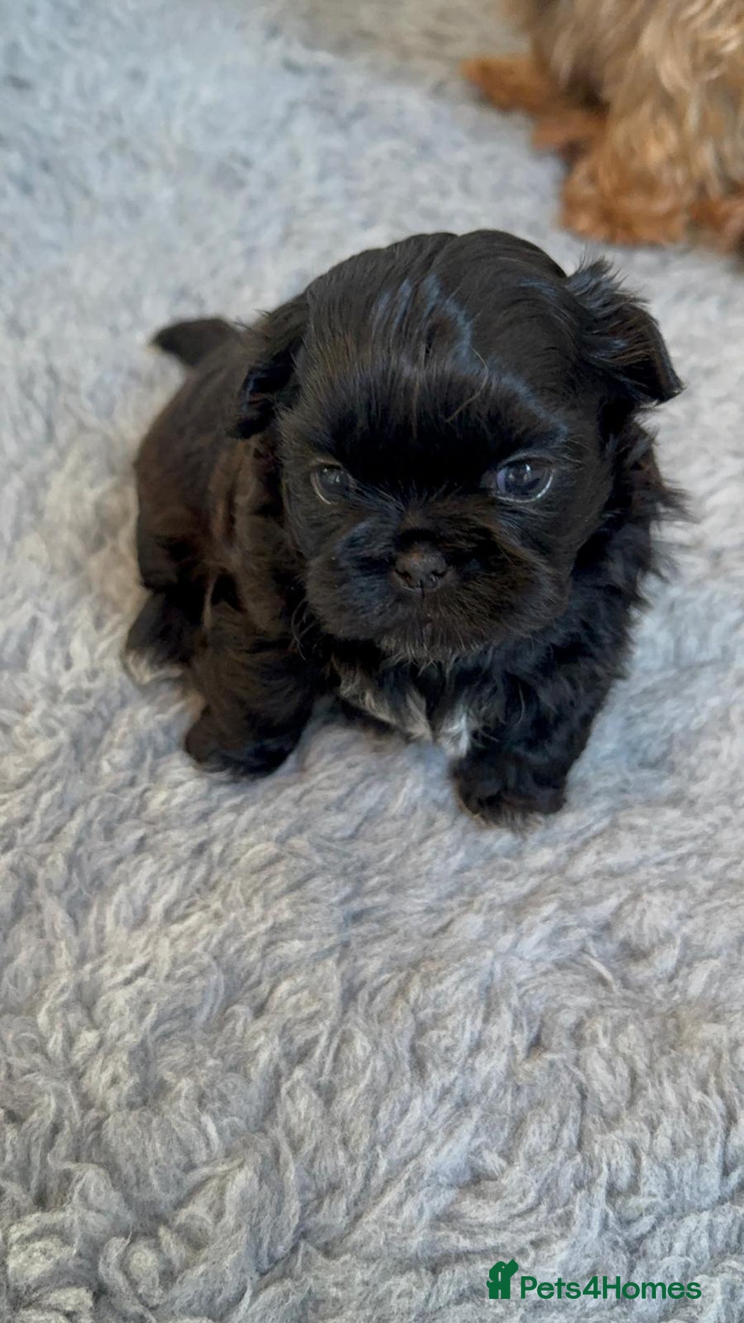 Shih Tzu dogs for sale: Imperial Shih Tzu  - Image 1