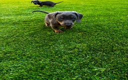Miniature Dachshund dogs for sale: Outstanding true miniature Dachshund pups 🐾 - Image 3
