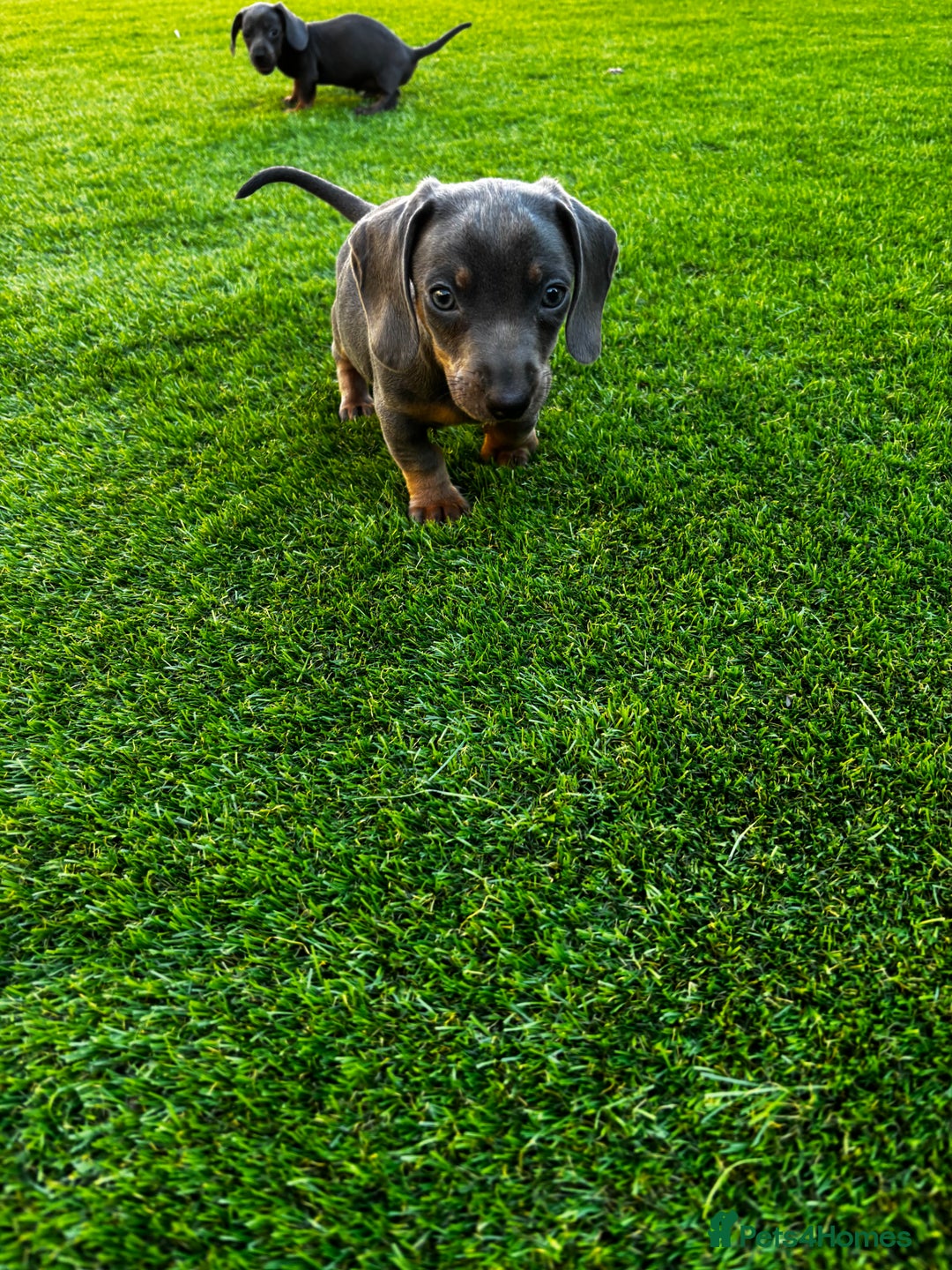 Miniature Dachshund dogs for sale: Outstanding true miniature Dachshund pups 🐾 - Image 3