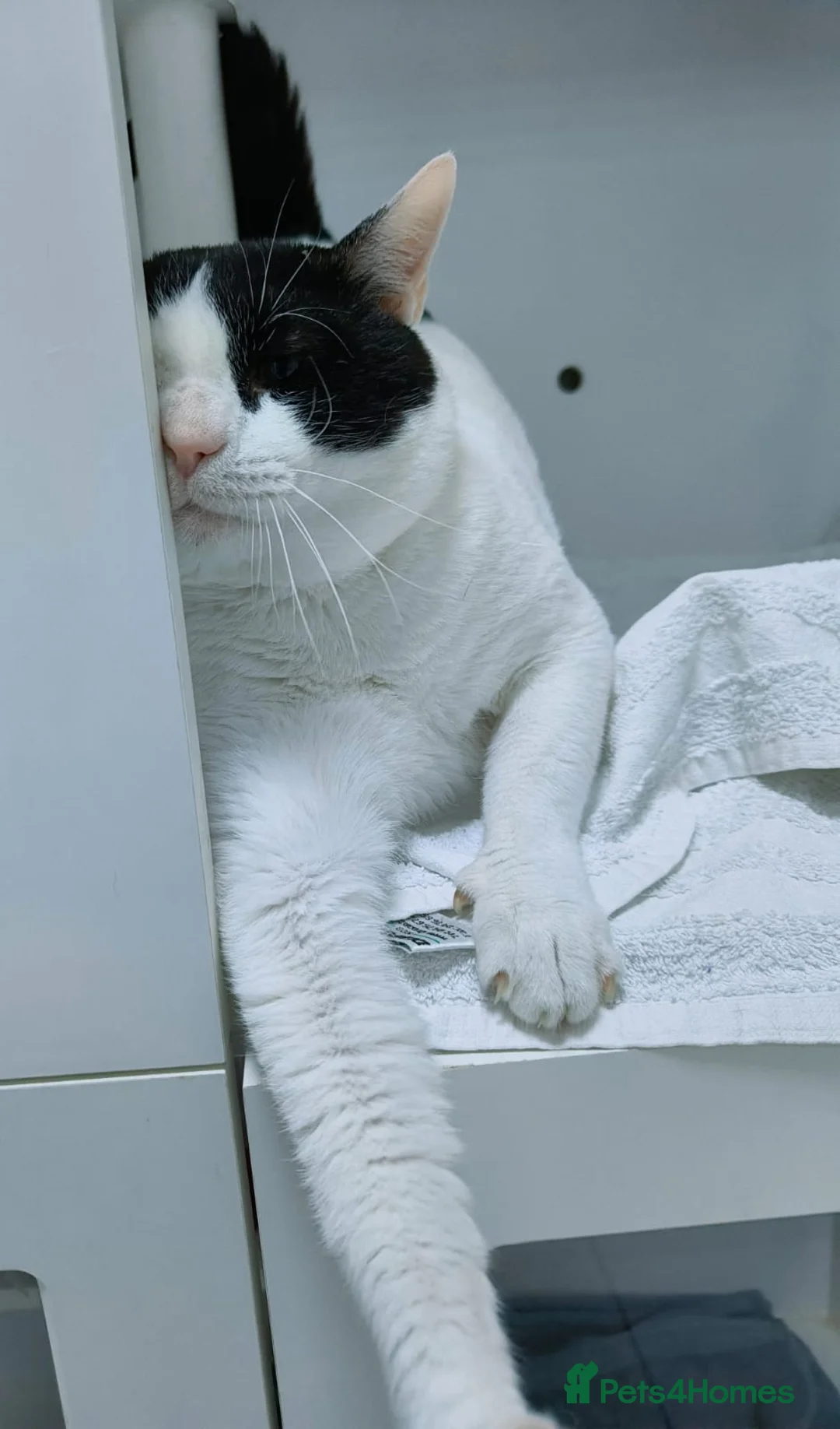 Mixed Breed cats for adoption: Zoom - playful and cuddly  - Advert 6