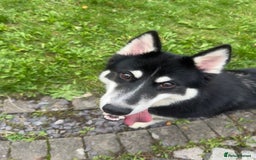 Mixed Breed dogs for sale: Meet Sparks - Image 5