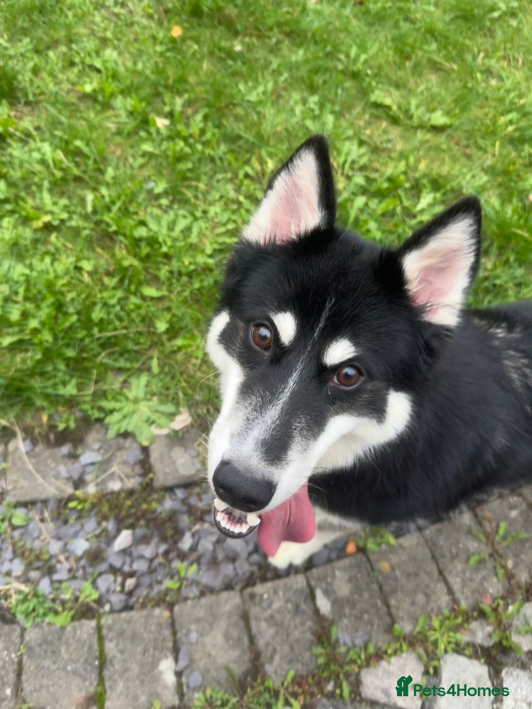 Mixed Breed dogs for sale: Meet Sparks - Image 5