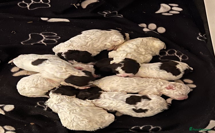 Lagotto Romagnolo dogs Quality lagotto pups - Advert 1