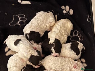 Lagotto Romagnolo dogs Quality lagotto pups - Advert 5